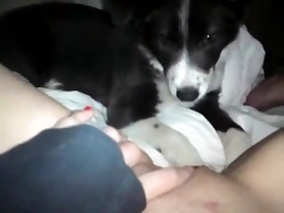 Dirty doggy is sucking in the POV