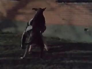Zoophile is being fucked outdoors